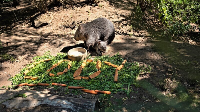 Wombastisch: Cody, so heißt mittlerweile das kleine Jungtier der Nacktnasenwombats im Erlebnis-Zoo Hannover. Nun soll der kleine Wombat vor den Zoogästen ganz offiziell getauft werden. – Bild: NDR/​Erlebnis-Zoo Hannover