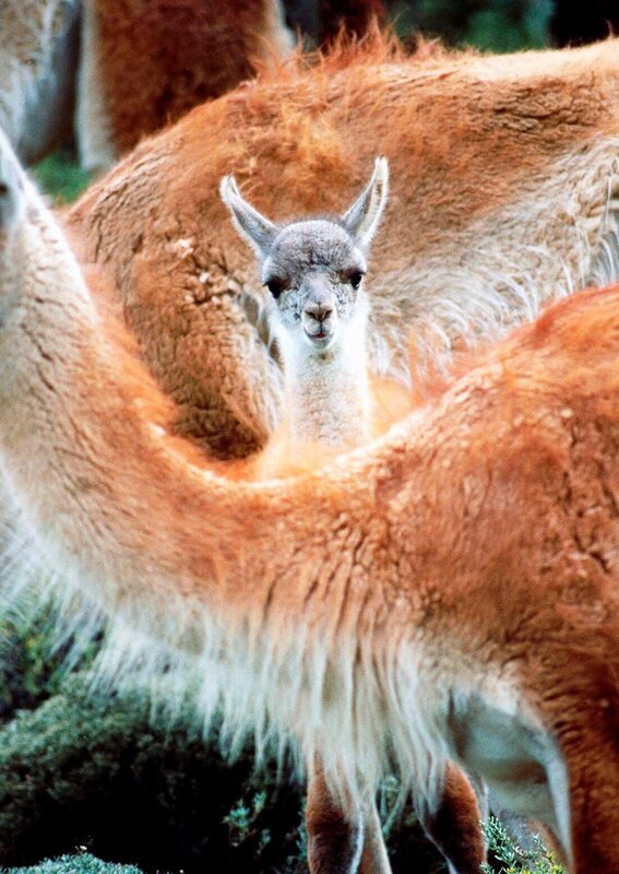 Guanakos sind einzigartige +berlebenskYnstler. Selbst in der Atacama-WYste reicht ihnen die FlYssigkeit, die der morgendliche Nebel auf den Kakteen hinterlSsst. – Bild: MDR