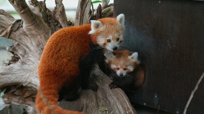 Die Zwillinge von Mutter Fine sollen gewogen werden. Doch die fürsorgliche Mama versteckt ihren Nachwuchs immer wieder in anderen Wurfkisten, sodass Pfleger Jonas und seine Kollegin Marie zunächst auf Spurensuche gehen müssen. Schließlich entdecken sie die Kleinen. Einer ist besonders lebhaft und wehrt sich kratzbürstig gegen Jonas’ festen Griff. Noch sind die Zwillinge der Roten Pandas echte Nesthocker, doch heute zeigen sie sich kurz neugierig am Eingang ihrer Höhle – ein goldiger Anblick! – Bild: NDR