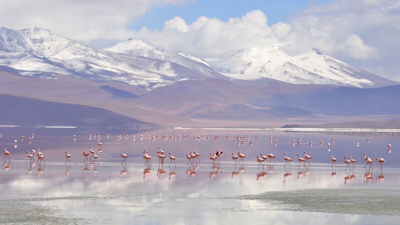 Flamingos an der Laguna Colorada, Bolivien. – Bild: ZDF und SRF