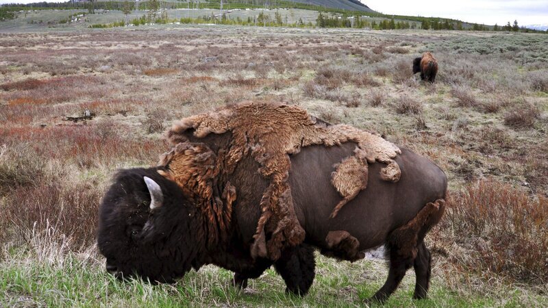 Bison im Yellowstone-Park, USA. – Bild: Honorarfrei – nur für diese Sendung