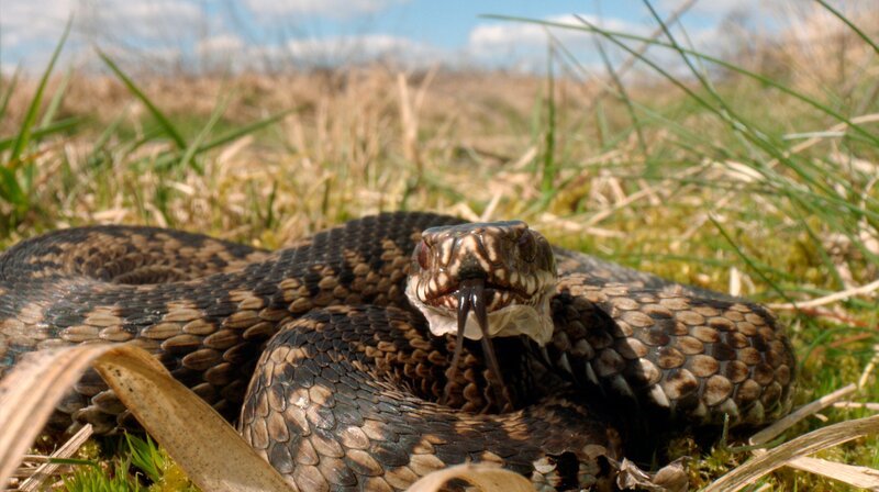 Die Moore im Norden Hamburgs sind der Lebensraum der Kreuzotter. – Bild: NDR/​NDR Naturfilm/​Doclights GmbH