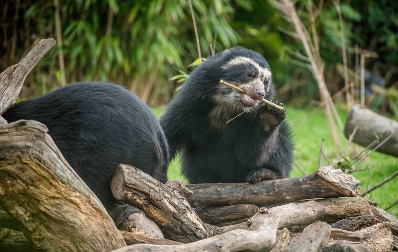 Brillenbär Madidi. – Bild: ORF/​Universal