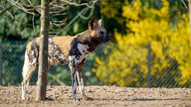 Afrikanischer Wildhund. – Bild: ORF/​Universal