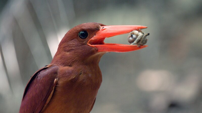 Der Feuerliest hat auf Iriomote besondere Fähigkeiten entwickelt, um an schmackhafte Kreb-se zu gelangen. – Bild: NDR Naturfilm/​Doclights GmbH