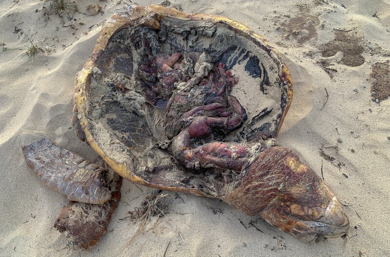 Immer wieder werden auf den Kapverden Schildkröten von Wilderern grausam abgeschlachtet. Die Turtle Foundation geht mit Drohnen und zwei extra ausgebildeten Spürhunden mit großem Erfolg dagegen vor. – Bild: MedienKontor/​M. Schmidbauer