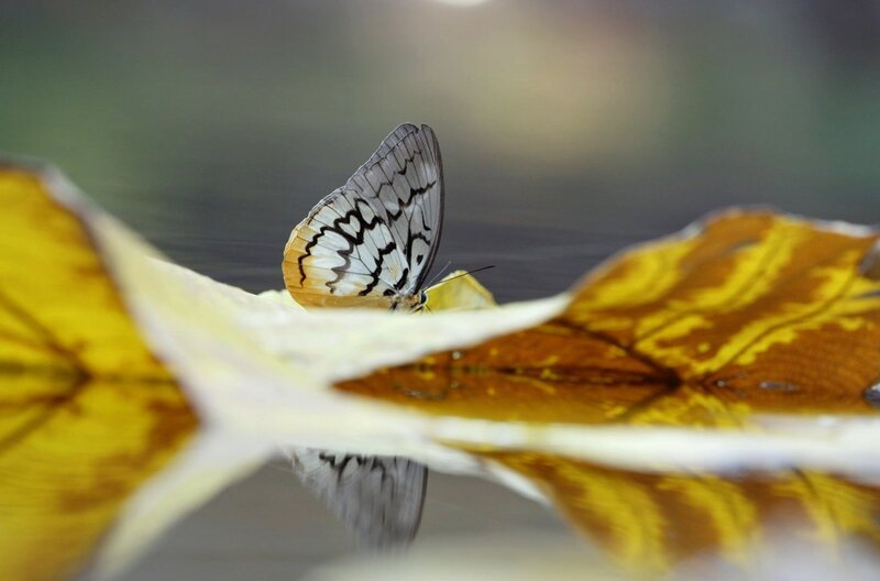 Der Schmetterling Melanocytoma faunula fühlt sich in den Regenwäldern Südostasiens besonders wohl. – Bild: Julian Krätzig