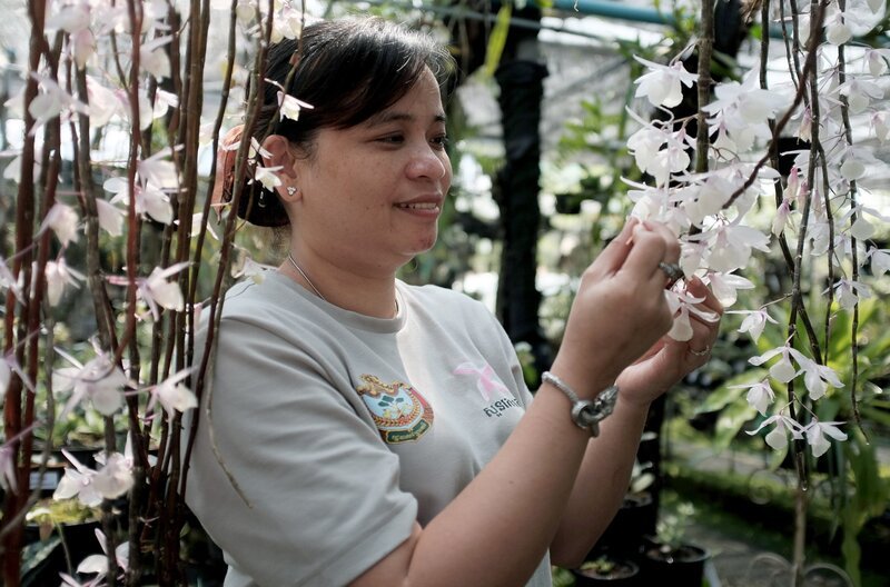Nay Sikhoeun arbeitet für die staatliche Forstbehörde – in ihrem Gewächshaus in Phnom Penh sammelt sie Kambodschas wilde Orchideen. – Bild: Lisa-Marie Schnell