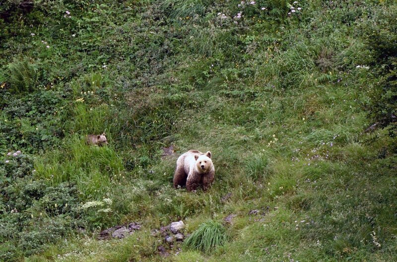 Der Bär ist in den Wäldern der Pyrenäen zurück, vor allem in der Ariège und der Haute-Garonne, den von ihm bevorzugten Lebensräumen. – Bild: ARTE /​ MedienKontor/​Keoni Saint-Pé