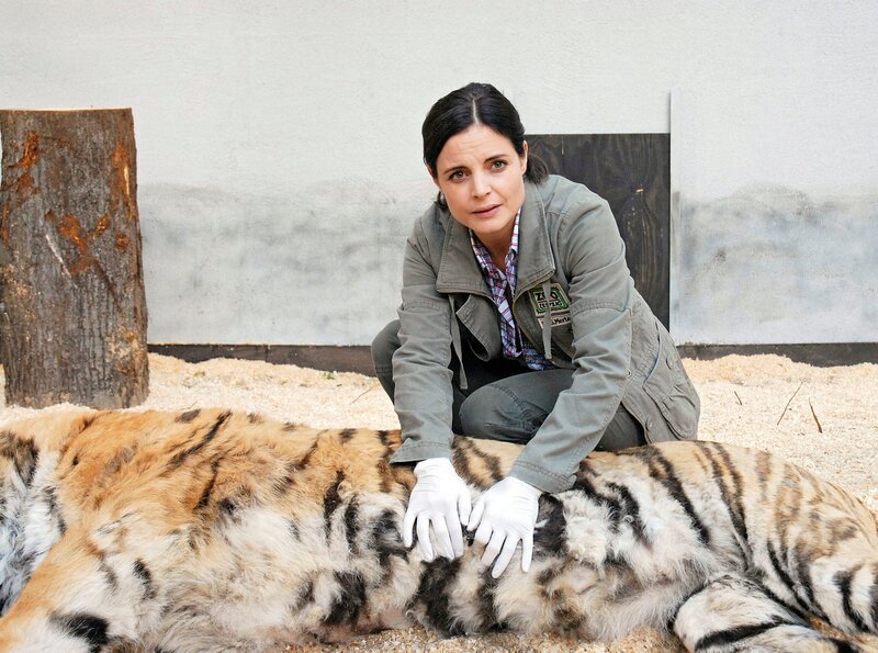 Dr. Susanne Mertens (Elisabeth Lanz) untersucht den Tiger Tarik. – Bild: Christa Köfer