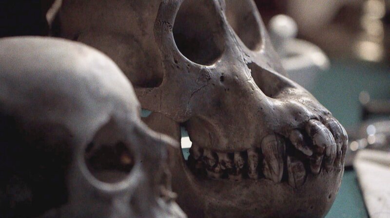 Mensch und Affe: Gibt es hier ein „Missing link“? – Bild: MDR/​Februarfilm