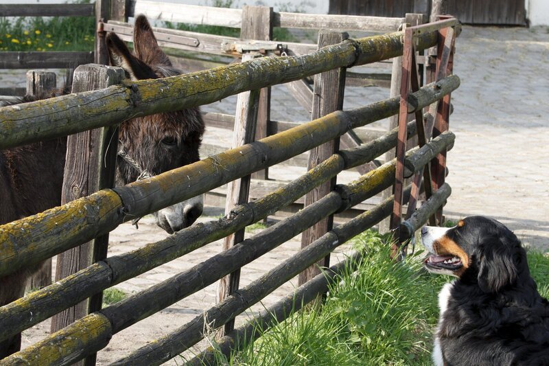 Immer mit dem Kopf durch den Zaun!? KEKS weiß nicht so recht, was er von der Idee von Ede Esel halten soll. – Bild: ZDF/​Zia Ziarno