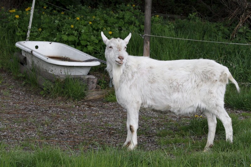 Ziege Zacharias guckt sich um: Wo geht es denn hier nach Hause? – Bild: ZDF/​Zia Ziarno