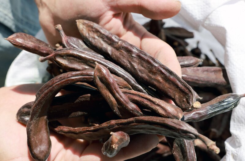 Aus den Schoten des Karobbaums, der auf Kreta gerade eine Renaissance erlebt, wird unter anderem Karobsirup hergestellt. – Bild: Dieter Stürmer