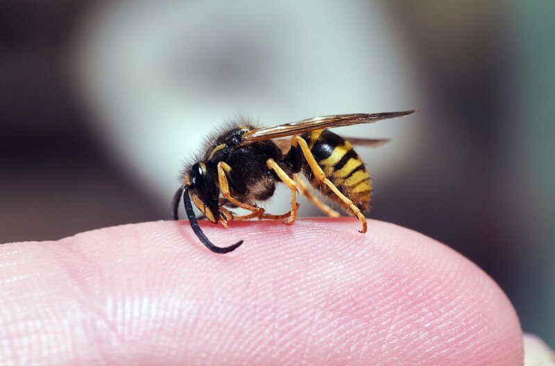 Unterschätzen wir die Wespen? Wespen sind besser als ihr Ruf – und ihr Sozialleben fasziniert die Wissenschaft bis heute. – Bild: NDR/​ARTE