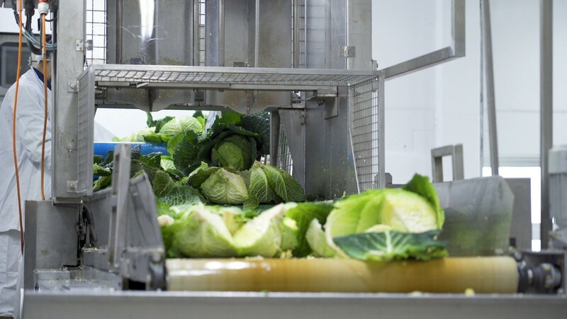 Wirsingkohl auf Transportbändern in der Verarbeitung – Bild: RTL/Weltenangler GmbH Wirsingkohl auf Transportbändern in der Verarbeitung – Bild: RTL/Weltenangler GmbH