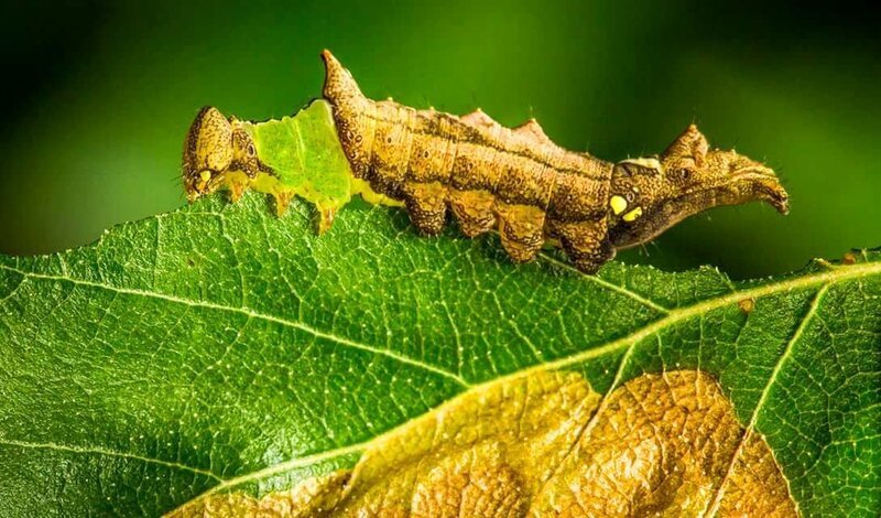 Eine Einhorn-Raupen-Motte (Schizura unicornis) hat das äußere eines welken Blattes, wodurch sie für Vögel weniger sichtbar sind. – Bild: Paul Williams /​ ORF /​ BBC