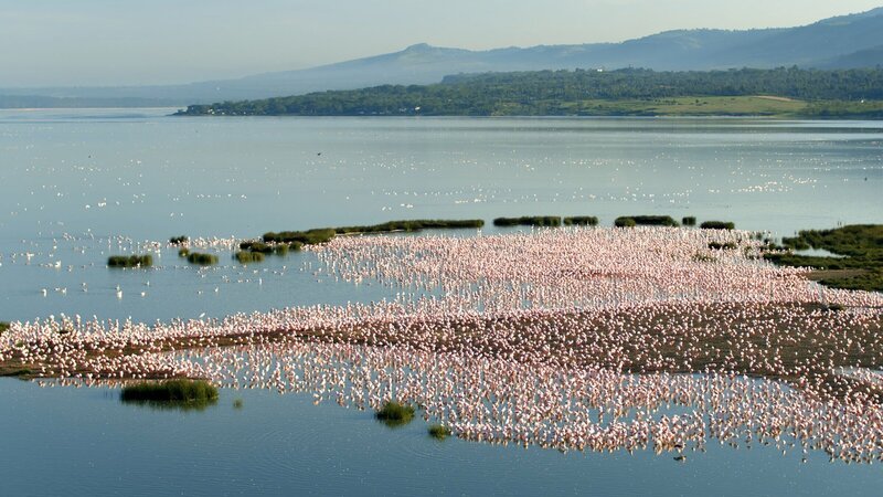 Die Flamingos sind im Laufe der Evolution immun gegen die giftigen Algen des Sees geworden. Durch den Verzehr der Algen und Kleinkrebse des Sees färbt sich ihr Gefieder rosa oder orange. – Bild: ZDF und arte, James Bishop