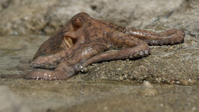  – Bild: ARTE/​CAPA Presse