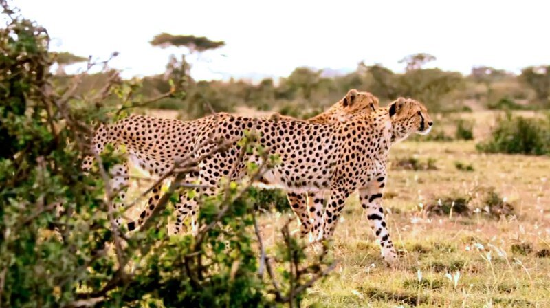 Geparden – Bild: phoenix/​ZDF/​BBC