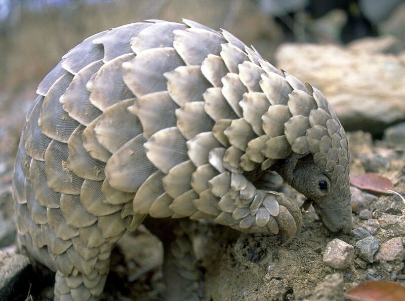 Schuppentiere ernähren sich von Ameisen und Termiten. – Bild: MDR