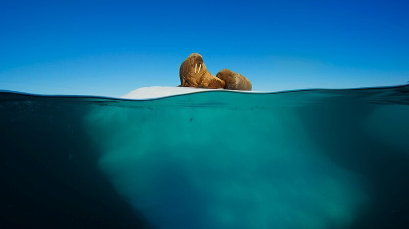 Walroßmutter und -kalb auf einem Eisberg, in der Arktis. Die Bindung zwischen Mutter und Kalb ist einzigartig, verstärkt durch stimmliche Kommunikation und ihren starken Geruchssinn. – Bild: WDR/​BBC