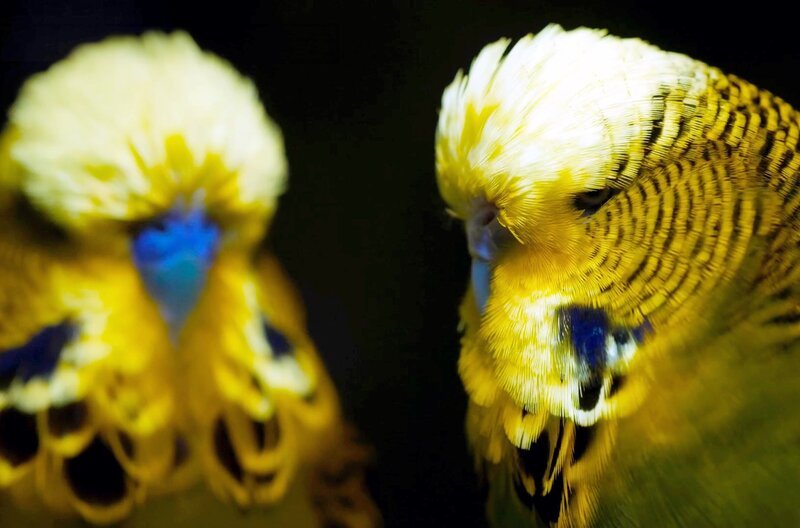 Die Fluoreszenz des Gefieders spielt eine entscheidende Rolle bei der Balz von Wellensittichen. – Bild: ZED