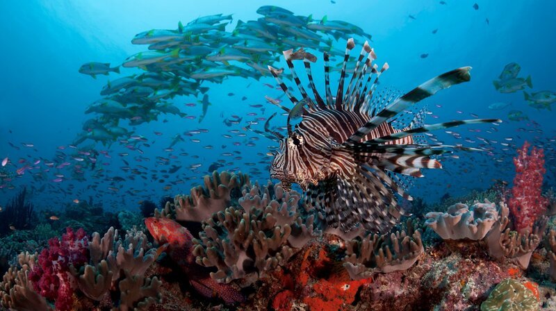 ARD/​WDR ERLEBNIS ERDE, „Der Blaue Planet – Faszination Korallenriff“, Ein Film von Jonathan Smith, am Montag (05.03.18) um 20:15 Uhr im ERSTEN. Bis zu 40 cm lang, jagt der Rotfeuerfisch kleine Fische. Sein Trick: langsam heranschweben und dann die Beute blitzschnell ins Maul saugen. © WDR/​BBC NHU/​Tony Wu, honorarfrei – Verwendung gemäß der AGB im engen inhaltlichen, redaktionellen Zusammenhang mit genannter WDR-Sendung bei Nennung „Bild: WDR/​BBC NHU/​Tony Wu“ (S2+). WDR Presse und Information/​Redaktion Bild, Köln, Tel: 0221/​220 -7132 oder -7133, Fax: -777132, bildredaktion@wdr.de – Bild: WDR/​BBC NHU/​Christophe Bail /​ WDR Presse und Information/​Redak