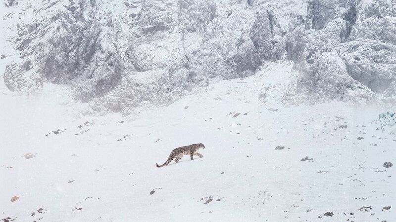  – Bild: Vincent Munier