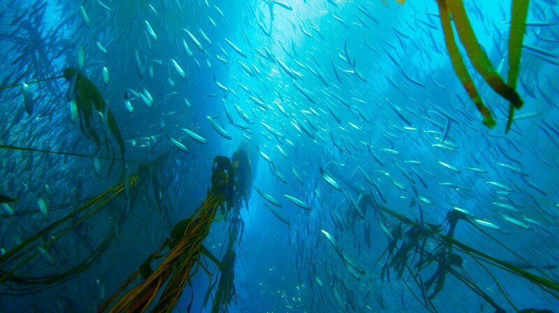 Mancherorts wächst der Riesentang über 50 Meter hoch. Das grüne Dickicht zieht viele Tiere an. – Bild: WDR/​BBC