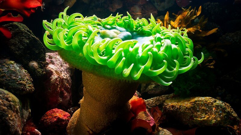 Seeanemonen verschlingen alles, was in die Reichweite ihrer Fangarme kommt, auch Muscheln. – Bild: WDR/​BBC