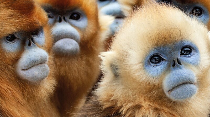 Affen – Bild: phoenix/​ZDF/​BBC