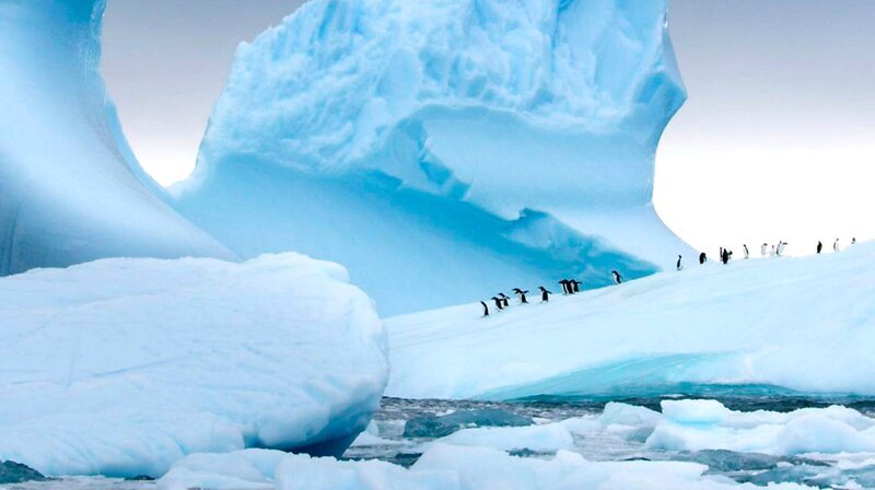 Pinguine – Bild: phoenix/​ZDF/​BBC