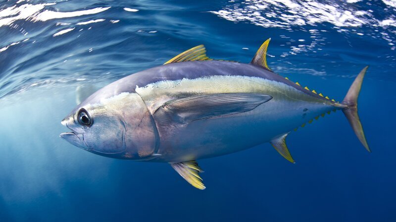 Gelbflossen-Thunfische gehören zu den schnellsten Fischen der Meere. Geschwindigkeiten von 60 Kilometern pro Stunde sind keine Seltenheit. – Bild: PLURIMEDIA (WDR /​BBC NHU /​ David Valencia)