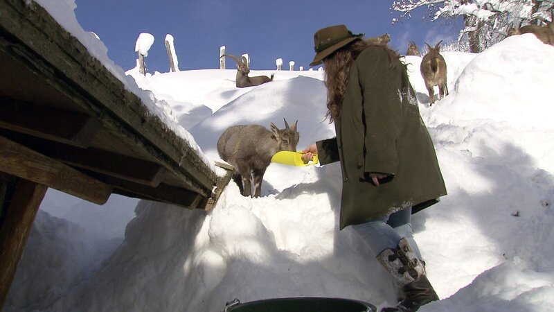 Tierfütterung im Tierpark von Aurach. – Bild: ORF III Tierfütterung im Tierpark von Aurach. – Bild: ORF III
