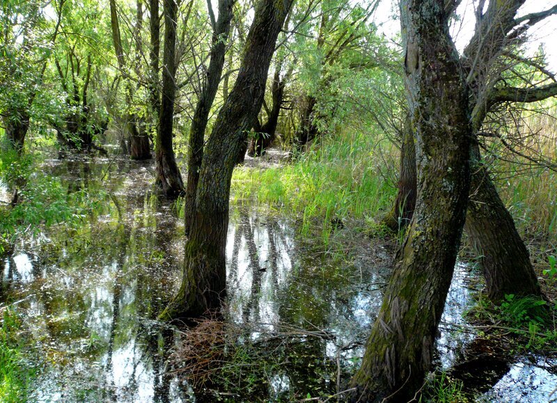 Naturpark Kopacki Rit, Kroatien. – Bild: BR