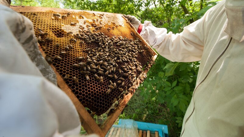 beekeeper holding a honeycomb full of bees – Bild: MR & PR/​Dmytro Shestakov