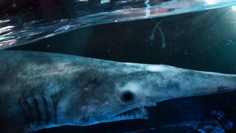 Sawshark. – Bild: Animal Planet /​ US DLTO ARTWORK /​ Discovery Communications