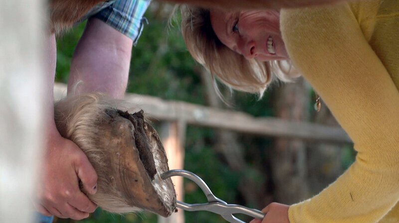 Inseltierärztin Stephanie Petersen kontrolliert, ob sich ein Nagel in das verletzliche Hufbein gebohrt hat. – Bild: NDR/​Doclights GmbH