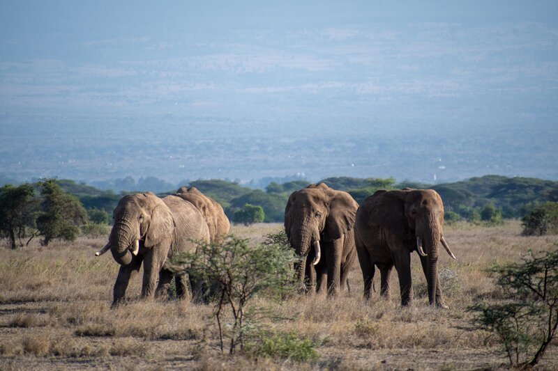 Elefanten, die über die Steppe laufen. – Bild: RTL /​ Elefanten