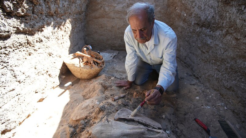 Der Archäologe Sameh Iskander staubt vorsichtig Sand vom Schädel eines Esels ab, der in einem Grab in Abydos, Ägypten, gefunden wurde. – Bild: Windfall Films/​Catherine Ozorio