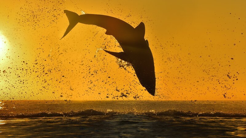 AirJaws 2020. UK Key Art. – Bild: Getty Images /​ Discovery Communications, LLC.