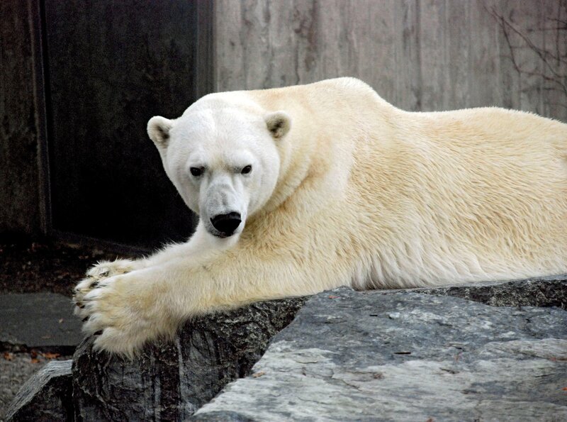 Eisbären Dame Hallensia soll auf Reisen gehen. Sie verlässt die Wilhelma in Richtung Wien. – Bild: hr-fernsehen