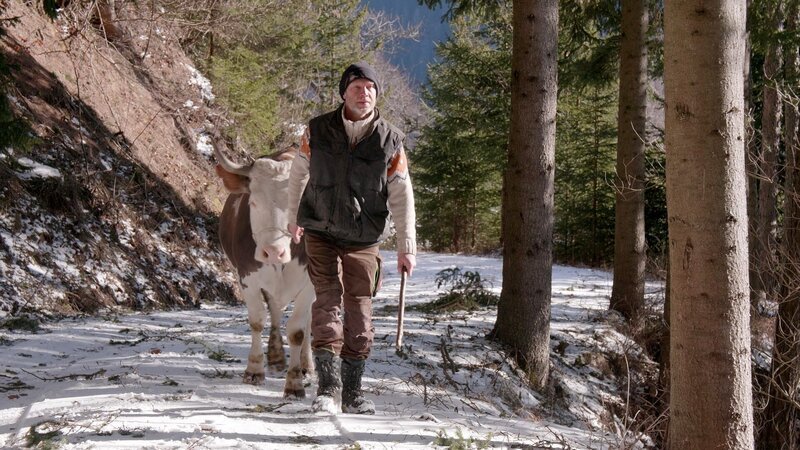 Bauer Huber auf dem Weg zum Stier. – Bild: ORF /​ Udo Maurer