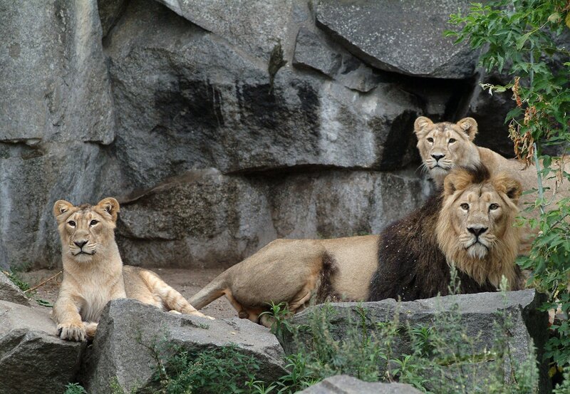 Eine Löwenfamilie aus Nürnberg (Foto) macht dem Alleinherrscher Shambal das Revier im Tierpark Berlin streitig. – Bild: rbb/​Thomas Ernst