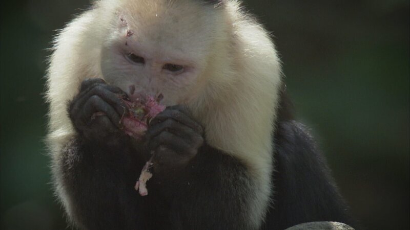 Panamanian White-faced Capuchin, Coiba, Panama. – Bild: Discovery Networks International /​ Discovery Communications