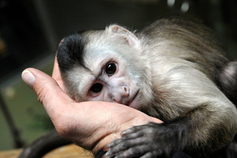 ARD/​rbb PANDA, GORILLA & CO. TEIL 34, „Ausflug“. Das kleine Kapuzineräffchen Sina soll langsam an das Leben mit seinen Artgenossen gewöhnt werden. – Bild: rbb/​Thomas Ernst