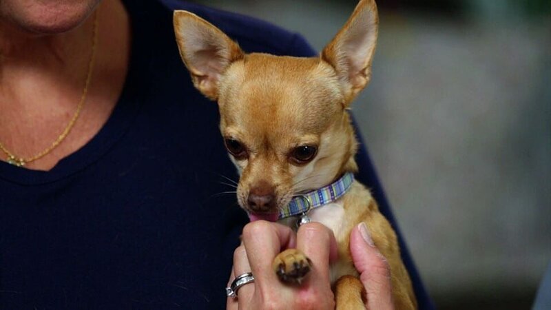 Chihuahua. – Bild: Animal Planet