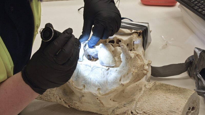 Bild: Greenstone TV Lizenzbild frei