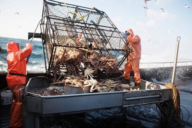 Matt Sullivan and Chris Kirk dump a big load of crab onto the sorting table. – Bild: Discovery Communications